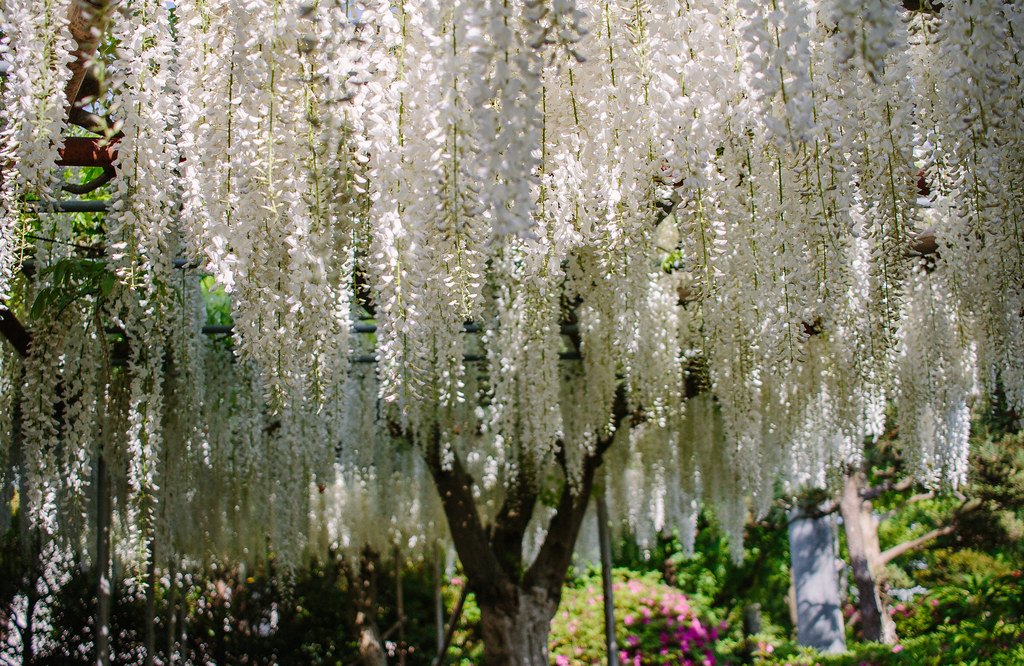 ⛩️ 시라하타 신사 (소슈 후지사와 시라하타 진자) 이미지 7